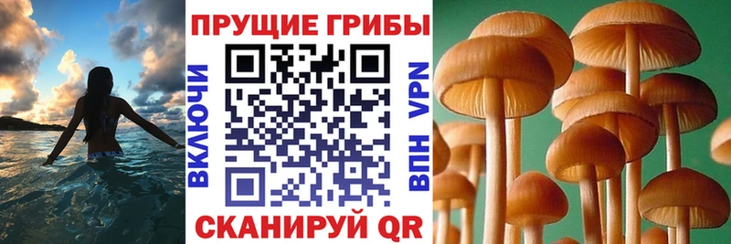 blacksprut ТОР  Фатеж  Псилоцибиновые грибы Cubensis 